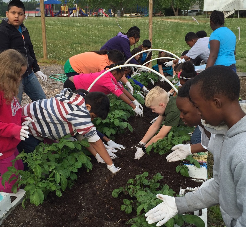 Children from Burke Elementary School work in the Hopewell United Methodist Church vegetable garden. Teachers use the garden to help children learn about the food they eat. Photo by Sandy Golden .