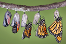 Stages of a butterfly emerging from a chrysalis. Image courtesy of The Upper Room.  