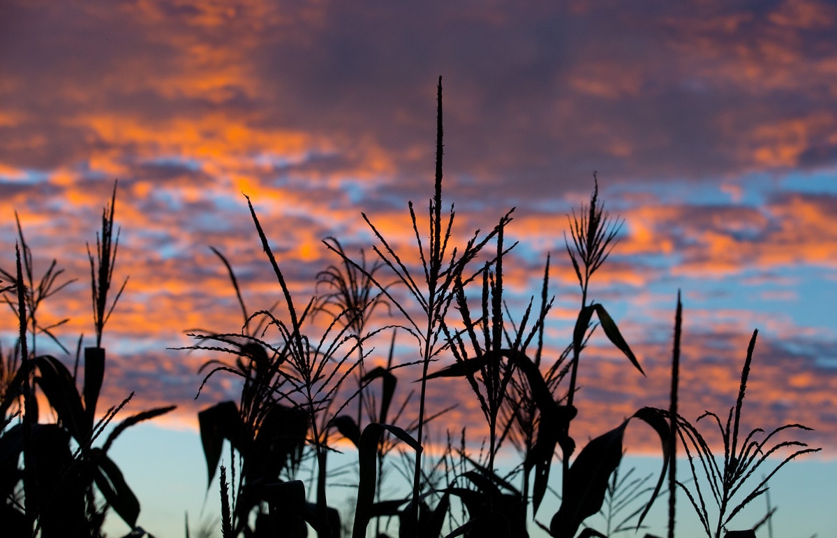 Foto por Mike DuBose, UMNS. 