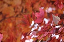 New England fall maple leaves. A UMCom photo by Kay Panovec.