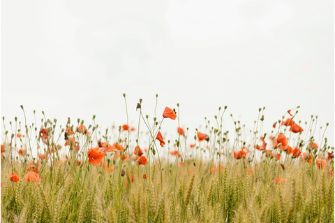  The United Methodist interagency commitment to just and equitable net-zero emissions is the most systematic, comprehensive, global emission reduction effort in the history of The United Methodist Church. Wildflower image by Henry Be, Unsplash.com.