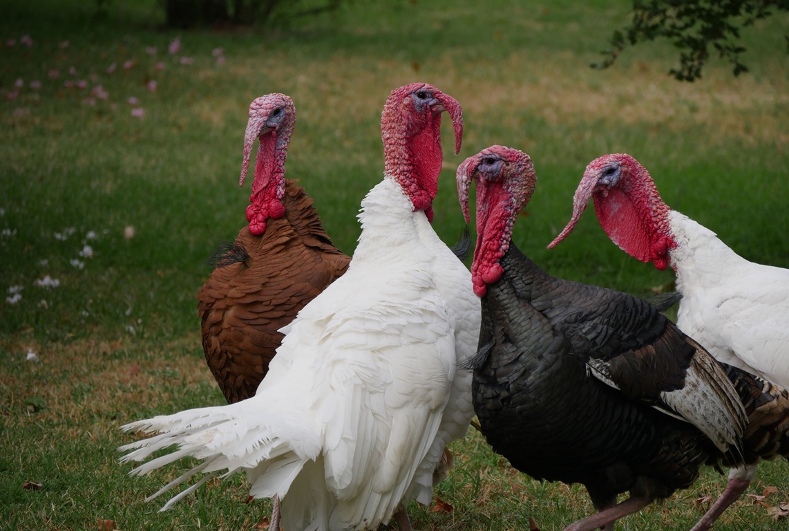 Turkeys may not agree, but Thanksgiving should be fully embraced. While a traditional communal Thanksgiving meal or other large in-person gathering may not be possible, there are many ways to mark this special time with sincere gratitude. Photo by Mikkel Bergmann courtesy of Unsplash.
