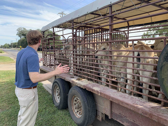The Rev. William Murphree hosted a blessing of animals to celebrate the Feast of St. Francis of Assisi last October at Van Vleck United Methodist Church. The event attracted a trailer full of Brahman bulls in addition to dogs and cats. Courtesy of the Texas Annual Conference.