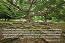 "Rooted and Grounded in love" is the theme of Heritage Sunday 2024. Discipleship Ministries provides liturgy, sermon notes, prayers and hymn suggestions as a resource for United Methodist congregations. (Canva image by United Methodist Communications)