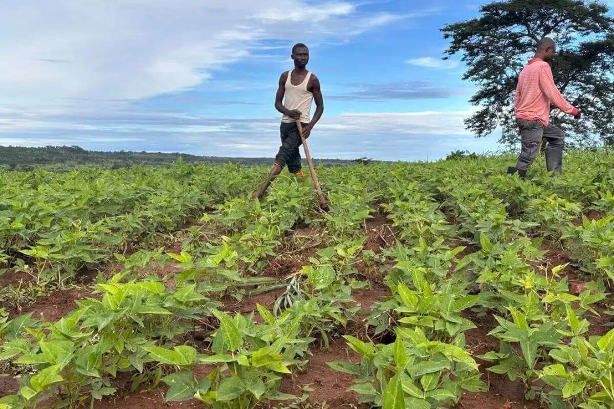 Workers tend a bean field at Kamisamba Farm. The North Katanga Conference Integrated Agricultural Development Project has planted beans and groundnuts, with plans to expand into several other crops across 30 hectares at the farm. Photo by Norman Yekeye